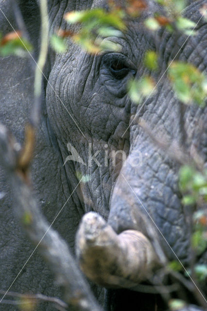 African elephant (Loxodonta africana)