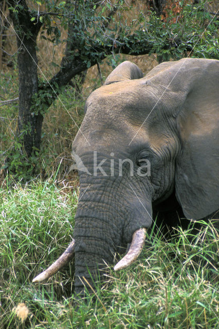 African elephant (Loxodonta africana)