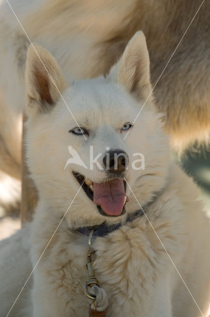 Alaska Husky