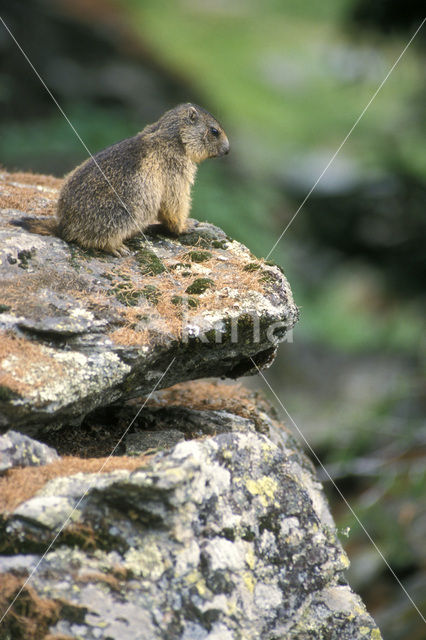 Alpine Marmot (Marmota marmota)