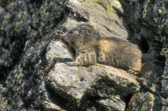 Alpine Marmot (Marmota marmota)