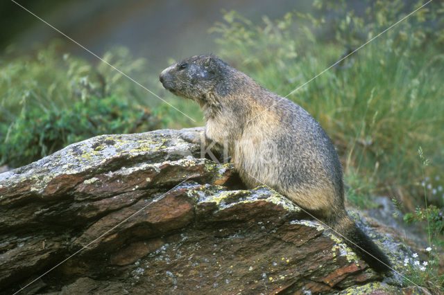 Alpine Marmot (Marmota marmota)