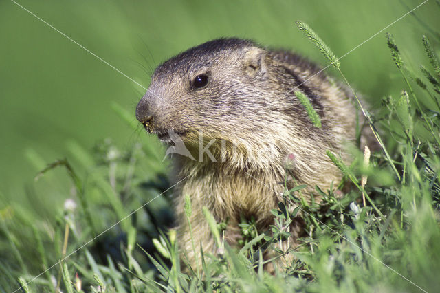 Alpine Marmot (Marmota marmota)