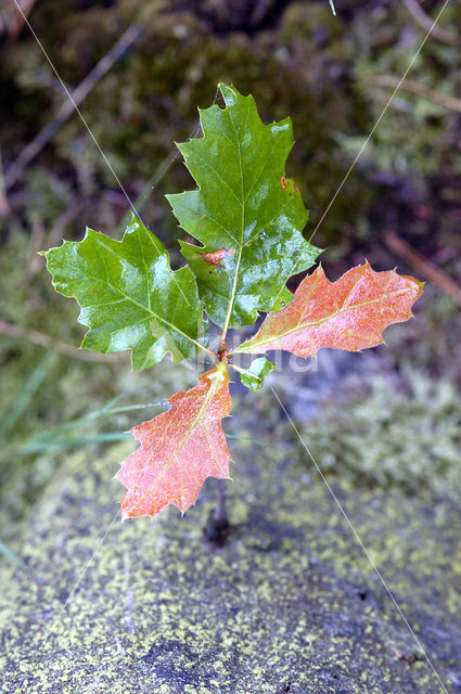 Red Oak (Quercus rubra)