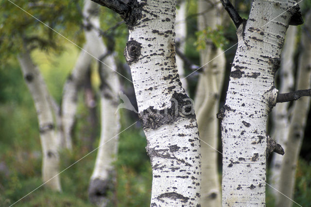 Quaking aspen (Populus tremuloides)