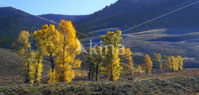 Quaking aspen (Populus tremuloides)
