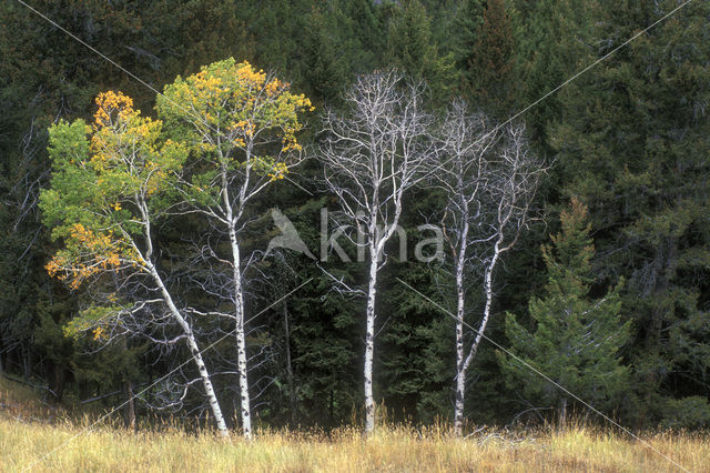 Quaking aspen (Populus tremuloides)