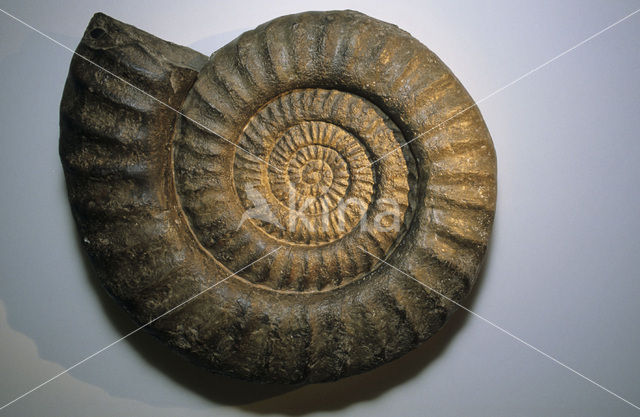 Ammonite (extinct)