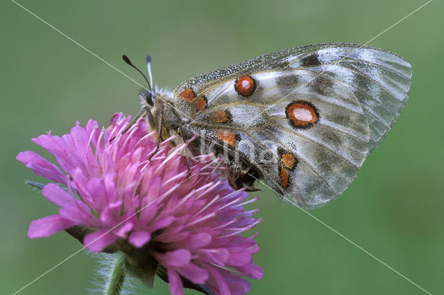 Apollovlinder (Parnassius apollo)