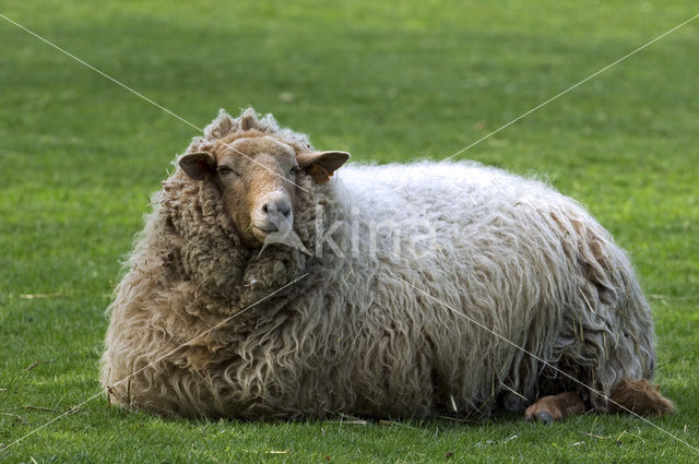 Sheep (Ovis domesticus)