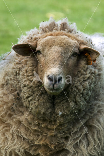 Sheep (Ovis domesticus)