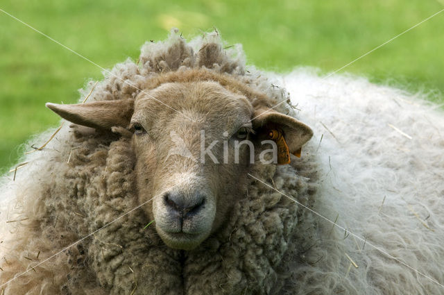 Sheep (Ovis domesticus)