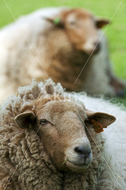 Sheep (Ovis domesticus)