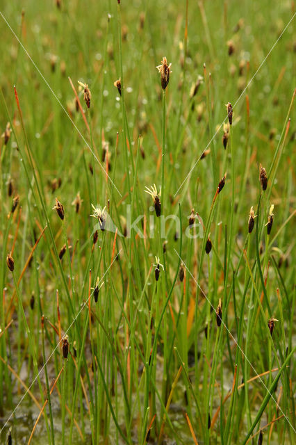 Armbloemige waterbies (Eleocharis quinqueflora)