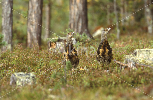 Eurasian Capercaillie (Tetrao urogallus)