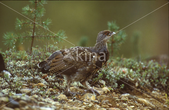 Eurasian Capercaillie (Tetrao urogallus)