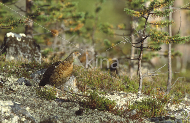 Eurasian Capercaillie (Tetrao urogallus)