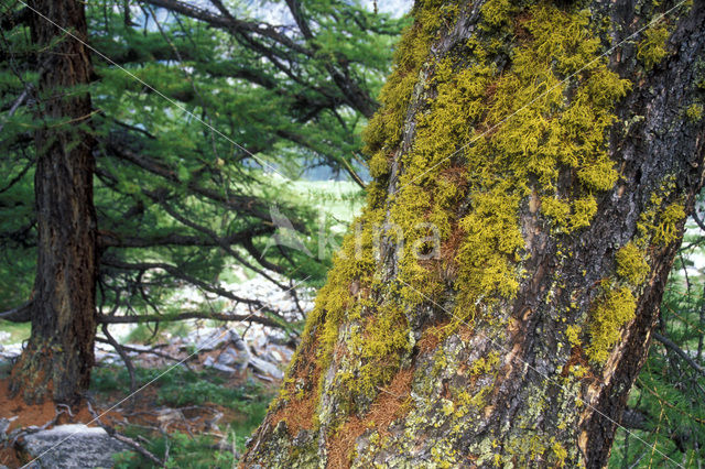 Baardmos (Usnea genus)