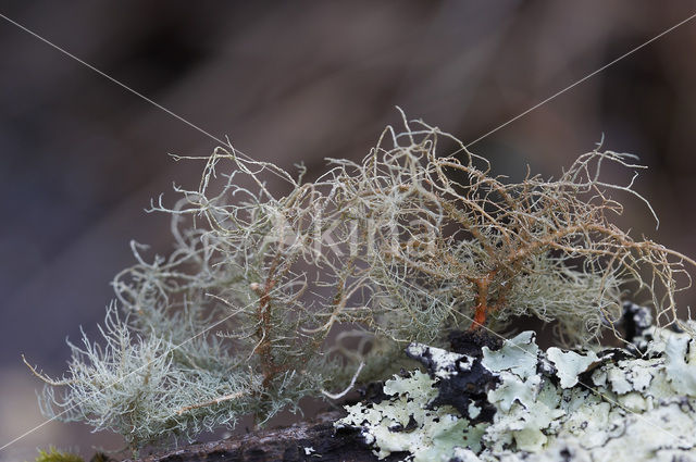 Red beard lichen (Usnea rubicunda)