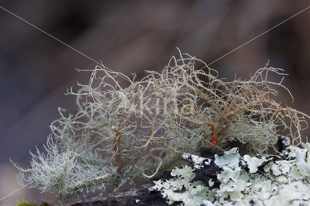 Baardmos (Usnea rubicunda)