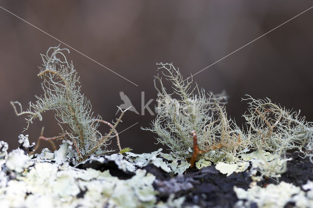 Red beard lichen (Usnea rubicunda)