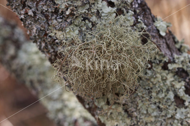 Baardmos (Usnea rubicunda)