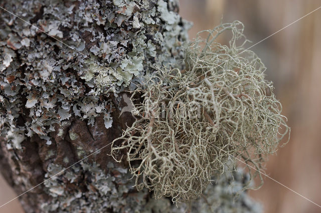 Baardmos (Usnea rubicunda)