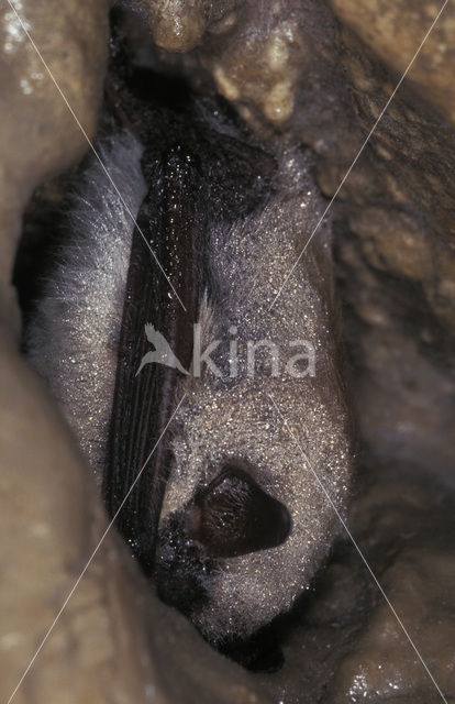 Baardvleermuis (Myotis mystacinus)