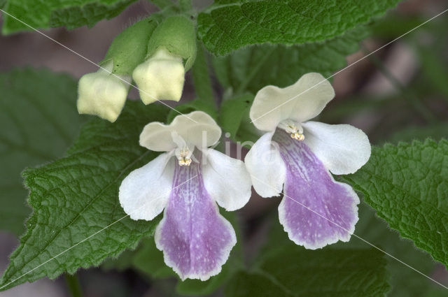 Bastaardmelisse (Melittis melissophyllum)