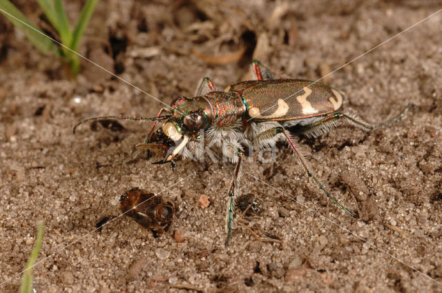 Tiger Beetle (Cicindela hybrida)