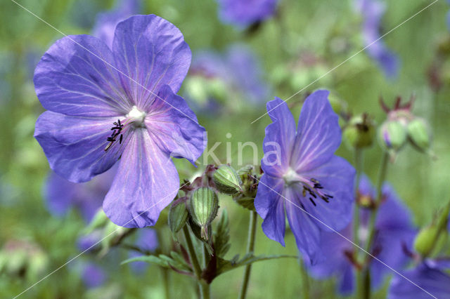 Beemdooievaarsbek (Geranium pratense)