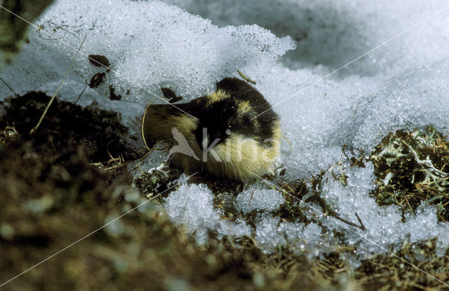 Norway Lemming (Lemmus lemmus)