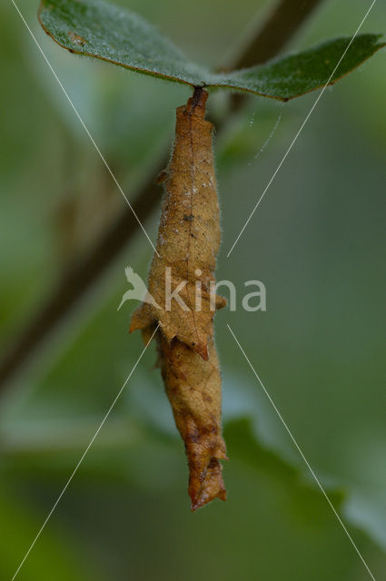 Birch (Betula)