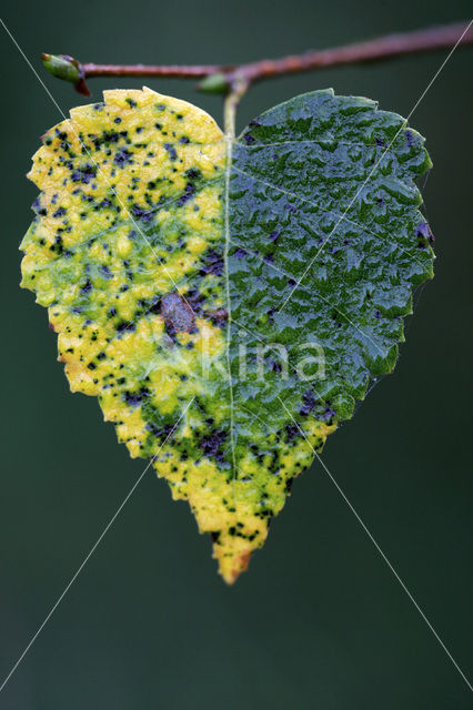 Berk (Betula)