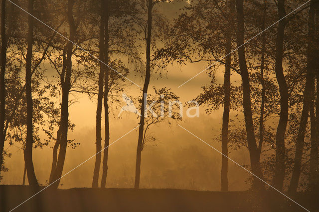 Birch (Betula)