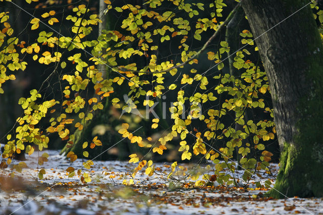 Beuk (Fagus sylvatica)