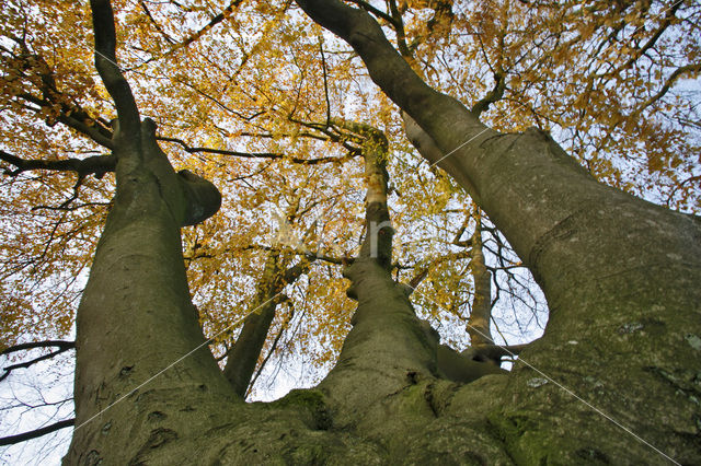 Beuk (Fagus sylvatica)