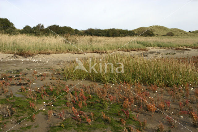 Sand Couch-grass (Elytrigia juncea subsp. boreoatlantica)