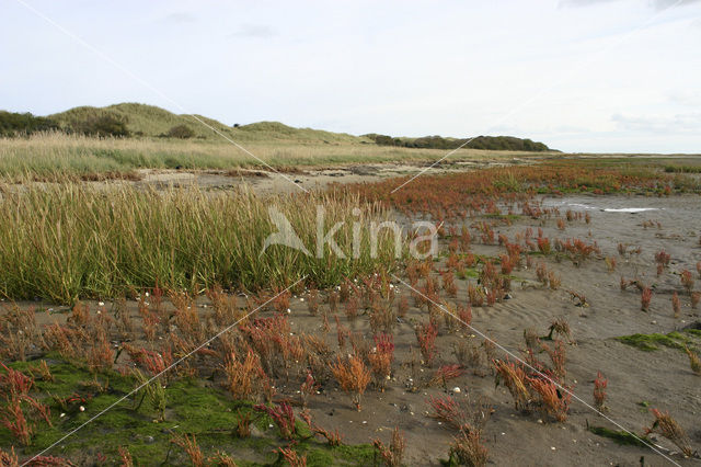 Sand Couch-grass (Elytrigia juncea subsp. boreoatlantica)