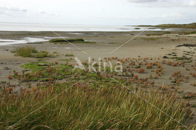 Biestarwegras (Elytrigia juncea subsp. boreoatlantica)