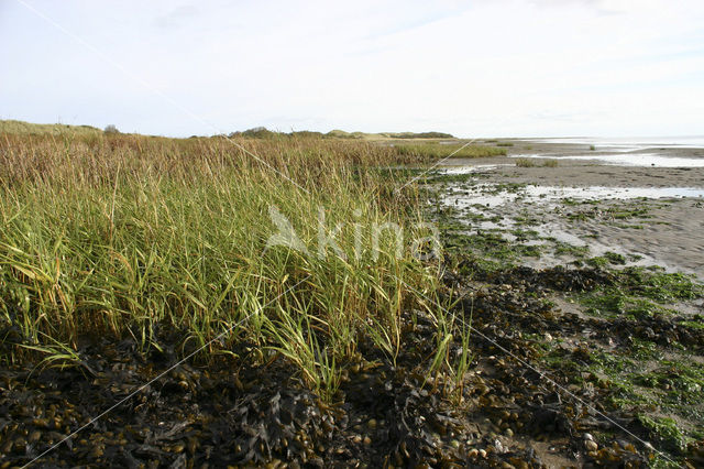 Sand Couch-grass (Elytrigia juncea subsp. boreoatlantica)