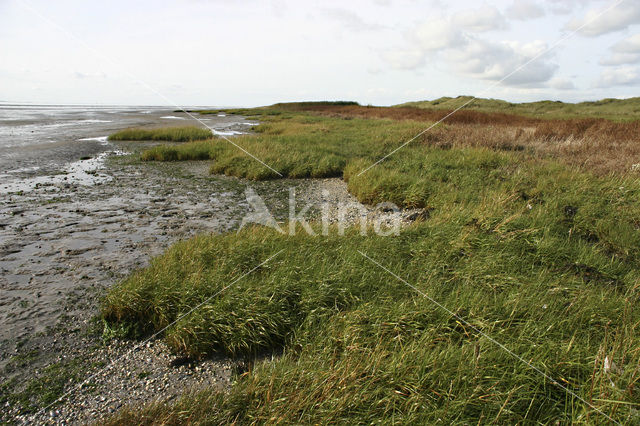 Sand Couch-grass (Elytrigia juncea subsp. boreoatlantica)