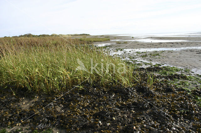 Sand Couch-grass (Elytrigia juncea subsp. boreoatlantica)