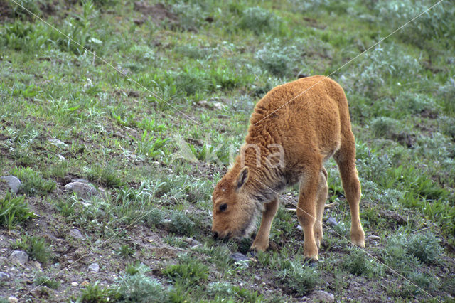 Bizon (Bison bison)