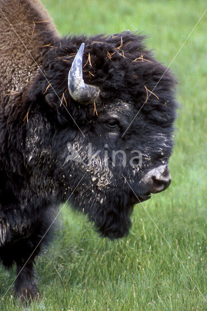 Buffalo (Bison bison)