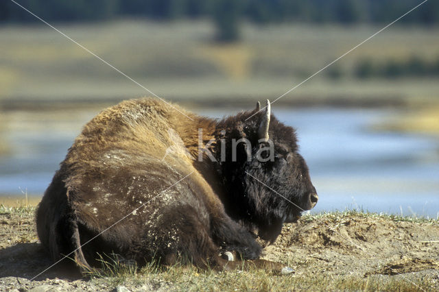 Bizon (Bison bison)