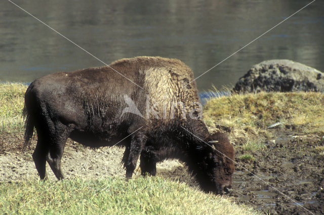 Buffalo (Bison bison)