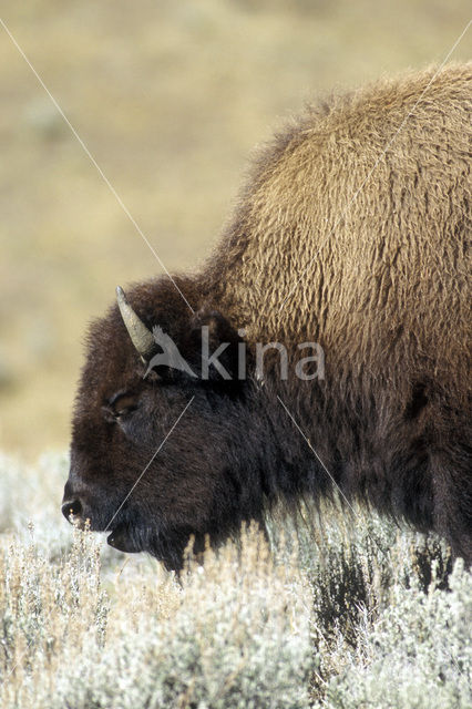 Buffalo (Bison bison)