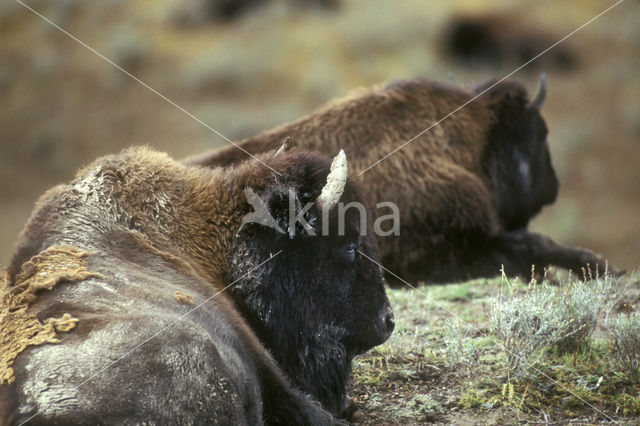 Buffalo (Bison bison)