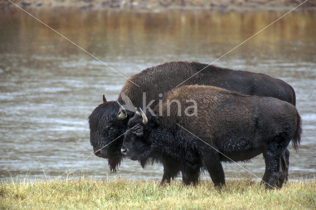 Bizon (Bison bison)